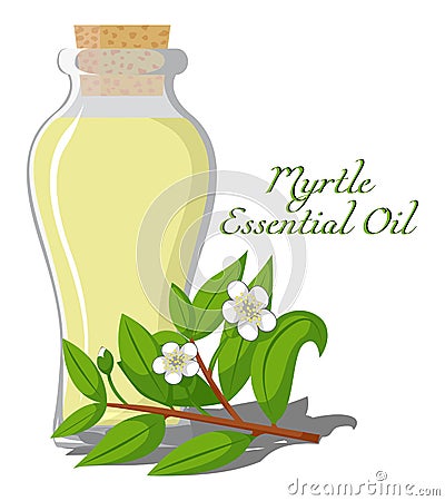 Myrtle essential oil Vector Illustration