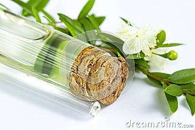 Myrtle flowers and essential oil, on white background Stock Photo
