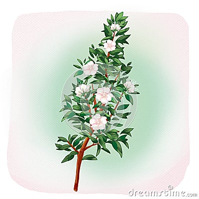 Myrtle flowers myrtus tree Cartoon Illustration