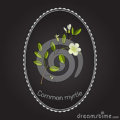 Myrtle or Myrtus communis Vector Illustration