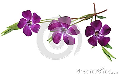 Myrtle Periwinkle Minor Vinca Stock Photo