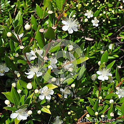 Myrtus Stock Photo