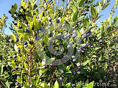 Myrtus communis or myrtle bushes with berries in Var, Provence Stock Photo