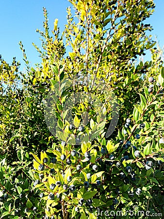 Myrtus communis or myrtle bushes with berries in Var, Provence Stock Photo