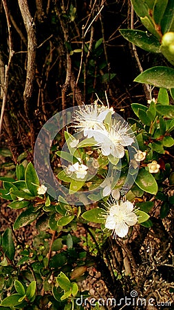 Tropical summer plant Stock Photo