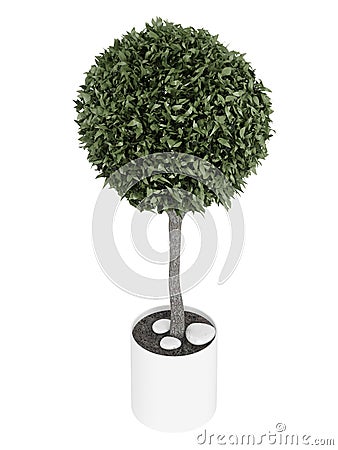 Myrtus topiary tree Stock Photo