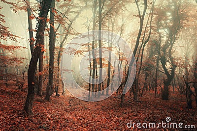 Mysterious autumn forest in fog with red and orange leaves Stock Photo