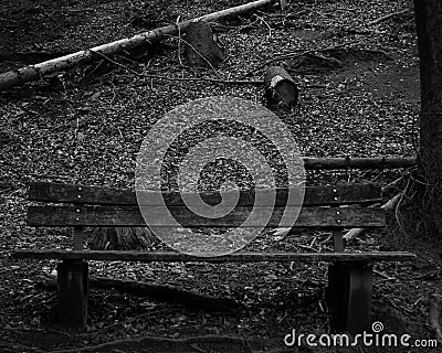 Mysterious beauty scene of old wooden and used bench in the dark forest Stock Photo