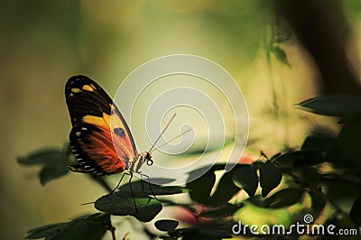 Mysterious butterfly Stock Photo