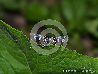 Mysterious butterfly from under leaf Stock Photo