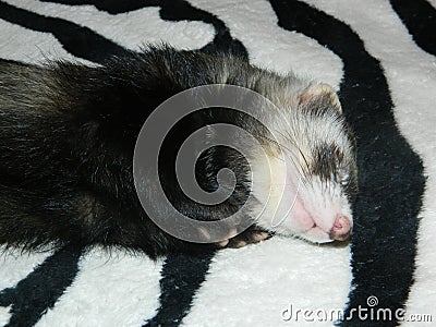 Mysterious and cute animal - ferret Stock Photo