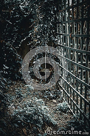 Mysterious Dark Trellis and Ivy Stock Photo