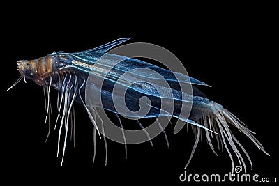 mysterious deep-sea squid with elongated tentacles Stock Photo
