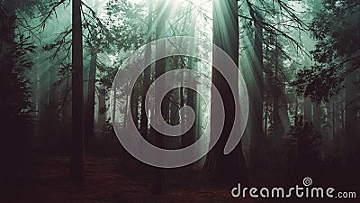 Mysterious Fairy Tale Deep Magic Forest Stock Photo