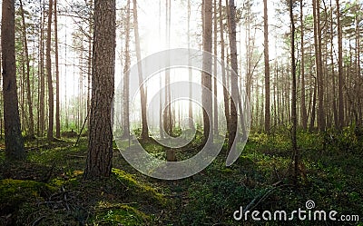 Mysterious fairytale forest. Foggy woods, sunshine and trees Stock Photo