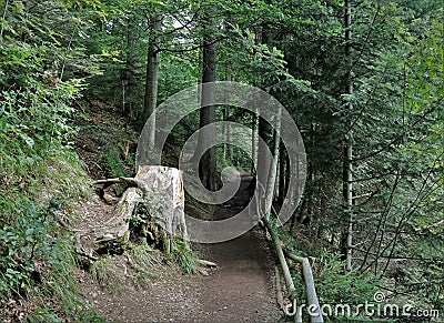 Mysterious fairytale forest road, path, beautiful stump Stock Photo