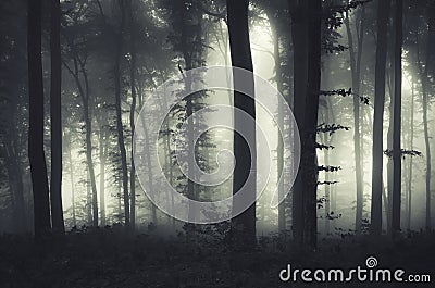 Mysterious fantasy fores Stock Photo