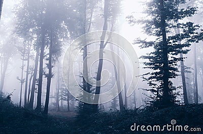 Mysterious fantasy forest with fog Stock Photo