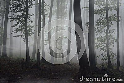 Mysterious foggy fantasy forest at dusk Stock Photo