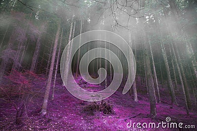 Mysterious foggy forest with magic road , gloomy dark magic fore Stock Photo