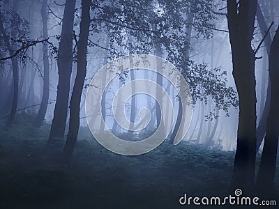 Mysterious foggy forest Stock Photo