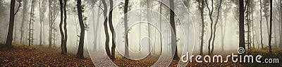 Mysterious foggy forest panorama landscape Stock Photo