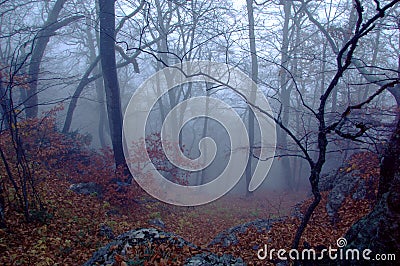 Mysterious forest Stock Photo