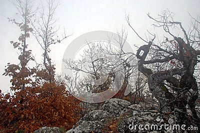 Mysterious forest Stock Photo