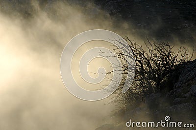 Mysterious forest Stock Photo