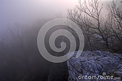 Mysterious forest Stock Photo