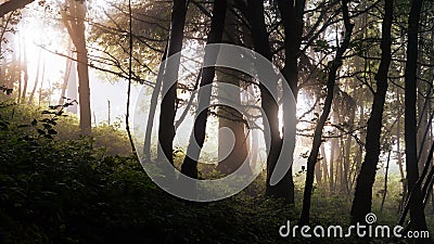 A mysterious forest. backlighted with the trees silhouetted by the sun. On a foggy summer evening Stock Photo