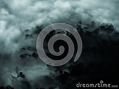 Mysterious forest with fog and dark tree area for copy space Stock Photo