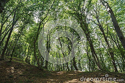 mysterious forest, Hoia-Baciu, Romania Stock Photo