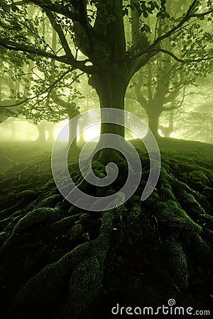 Mysterious forest Stock Photo