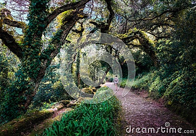 The mysterious forest of Sintra. Lisbon. Portugal. Stock Photo