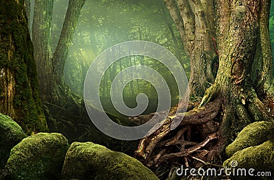 Mysterious forest, weird trees, roots and mossy rocks Stock Photo