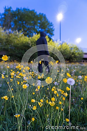 A mysterious hooded man, out of focus in the background, next to a field of Buttercups. On a spring evening Stock Photo