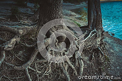 Mysterious huge intertwining roots of trees near blue river. Stock Photo