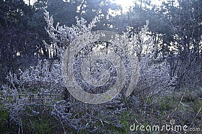 Fairy magic bushes in the deep forest Stock Photo