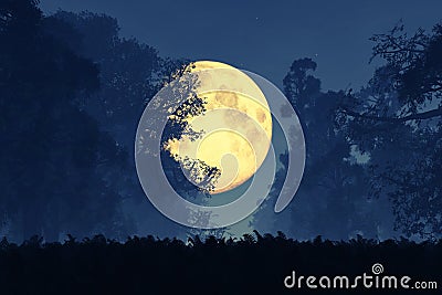 Mysterious Magical Fantasy Fairy Tale Forest at Night in the Full Moon Stock Photo