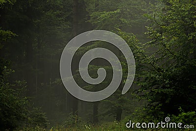 Mysterious misty wood Stock Photo