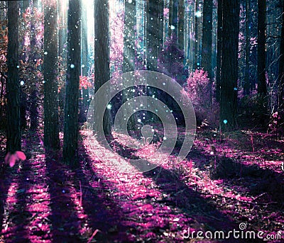 Mysterious Old Forest Stock Photo