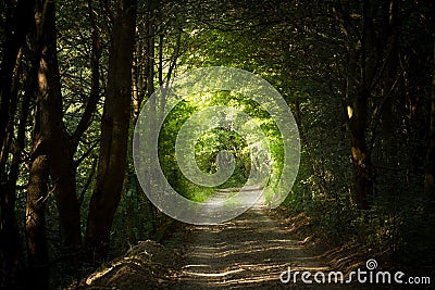 Mysterious path in forest Stock Photo