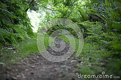 Mysterious path Stock Photo