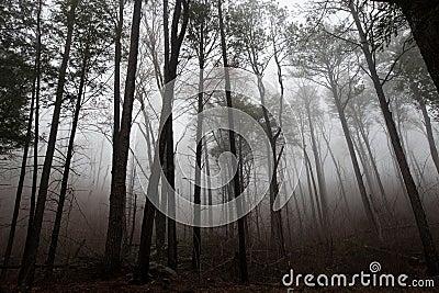 Mysterious pine forest shrouded in a dark and ethereal fog Stock Photo