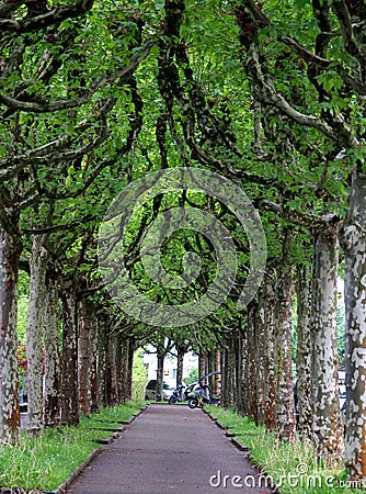 Mysterious platan tree alley Editorial Stock Photo