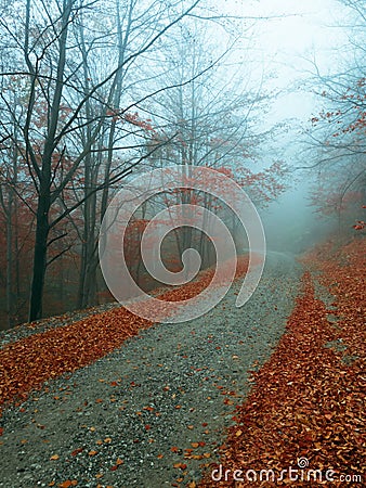 Mysterious road in foggy forest. Autumnal blue mist Stock Photo