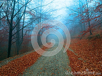 Mysterious road in foggy forest. Autumnal blue mist Stock Photo