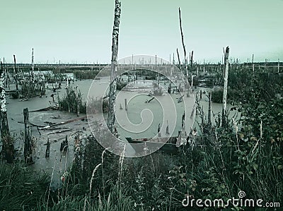 Mysterious scary empty uninhabited swamp with dead trees and old abandoned boats. Monochrome natural background for Stock Photo