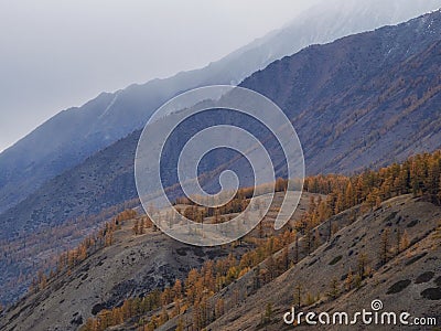 Mysterious scenery with colorful autumn forest in low clouds Stock Photo